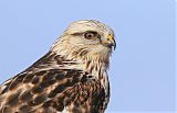 Rough-legged Hawk